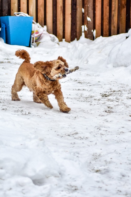 Hund Cocker Spaniel im Winterpark