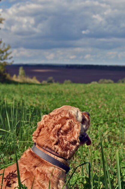 Hund Cocker Spaniel Spaziergänge im Sommerfeld