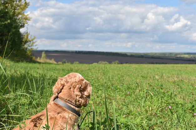 Hund Cocker Spaniel Spaziergänge im Sommerfeld