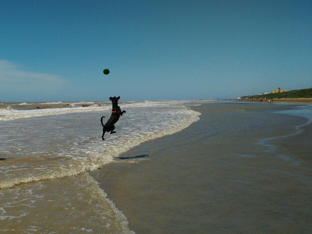 Foto hund, der am strand gegen den himmel mit dem ball spielt