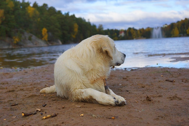 Foto hund, der auf das meer schaut