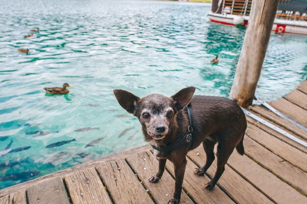 Hund, der auf dem Dock steht