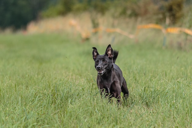 Hund, der auf dem Feld auf Köder-Coursing-Wettbewerb läuft
