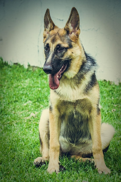 Hund, der auf dem Feld wegblickt