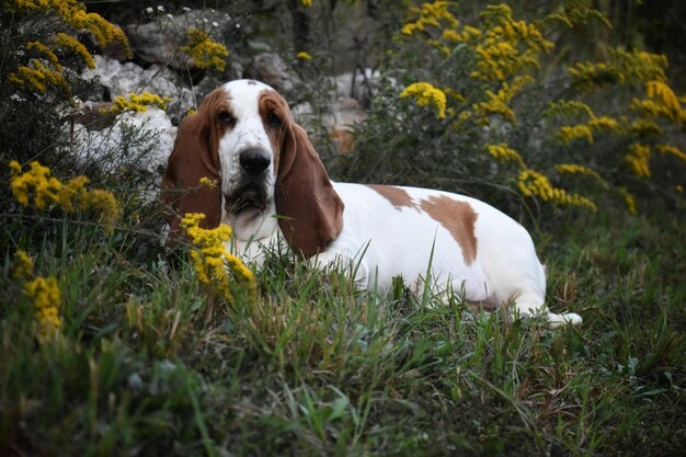 Foto hund, der auf dem feld wegblickt