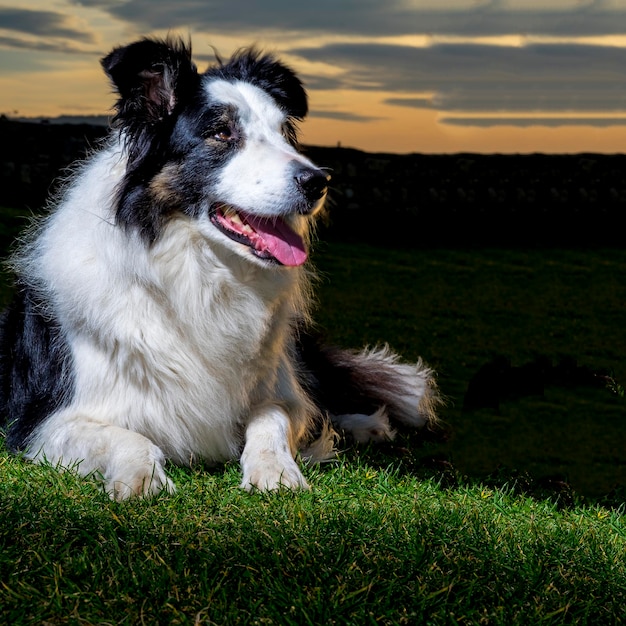 Foto hund, der auf dem feld wegschaut