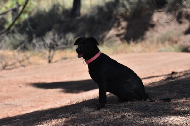 Foto hund, der auf dem feld wegschaut