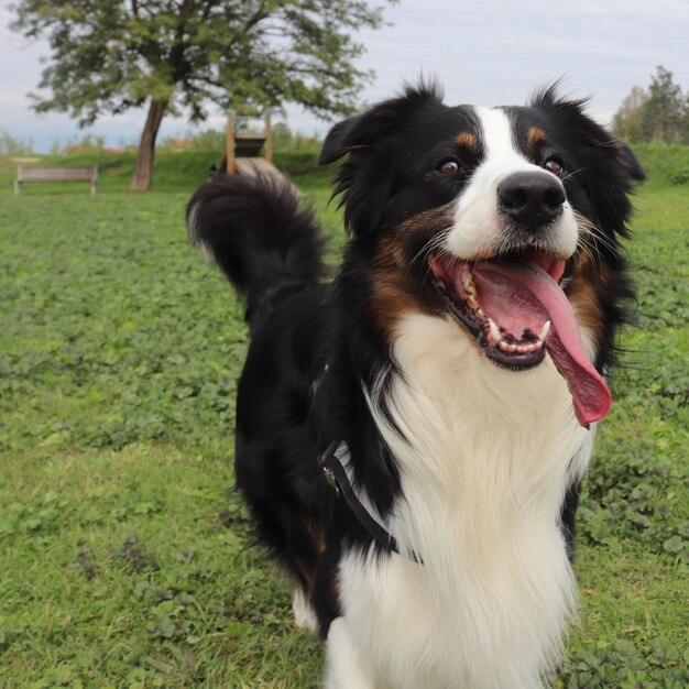 Foto hund, der auf dem feld wegschaut