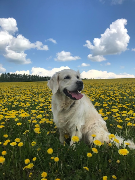 Foto hund, der auf dem feld wegschaut