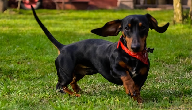 Foto hund, der auf dem feld wegschaut