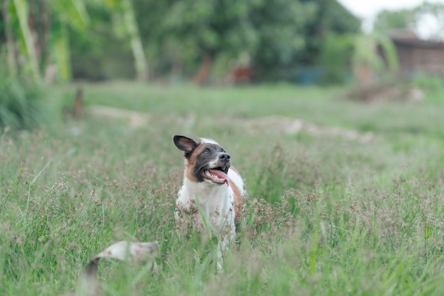 Hund, der auf dem Feld wegschaut