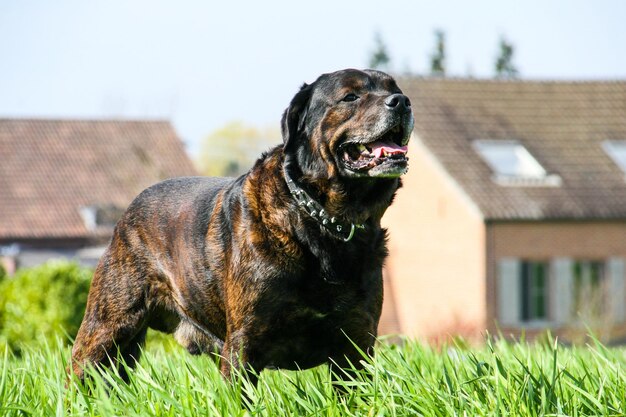 Foto hund, der auf dem feld wegschaut.