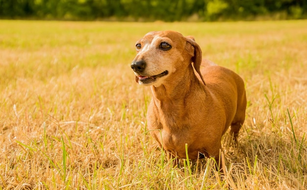 Foto hund, der auf dem feld wegschaut