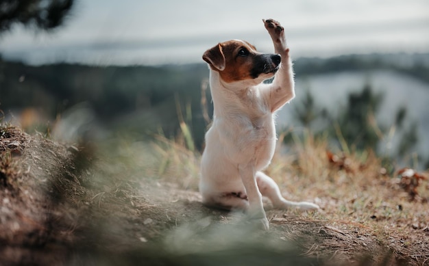 Foto hund, der auf dem feld wegschaut