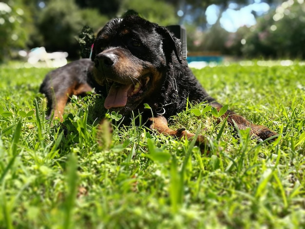 Hund, der auf dem Gras sitzt und die Zunge herausstreckt