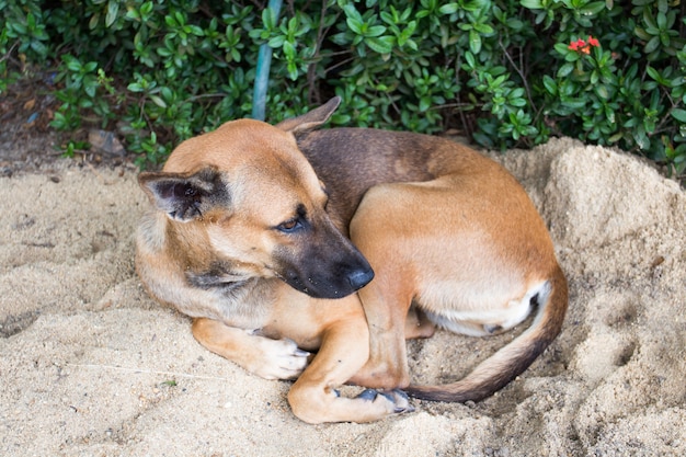 Hund, der auf dem Sand im Garten schläft