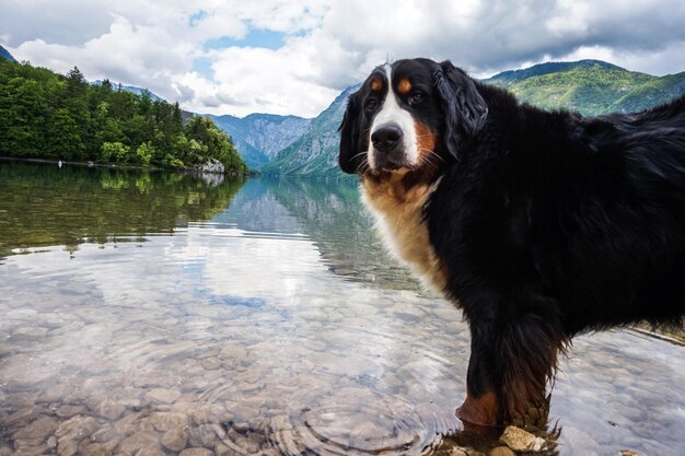 Hund, der auf den See schaut