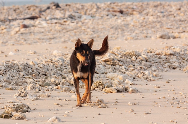 Hund, der auf den Strand geht