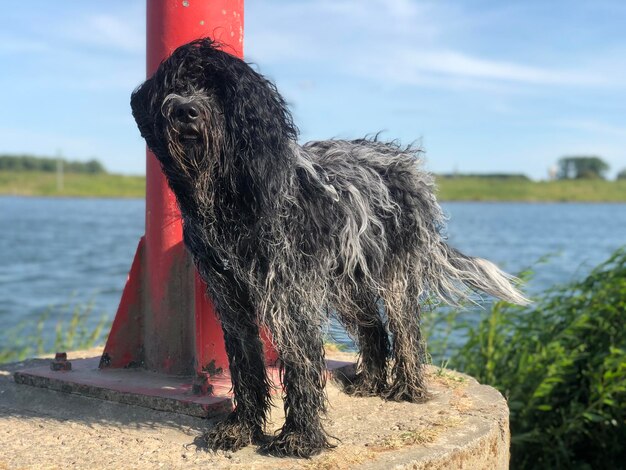 Foto hund, der auf den ufer des sees schaut