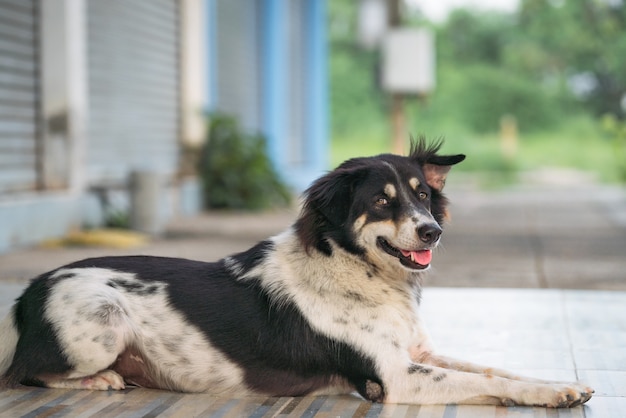 Hund, der auf der glücklichen Zeit schläft