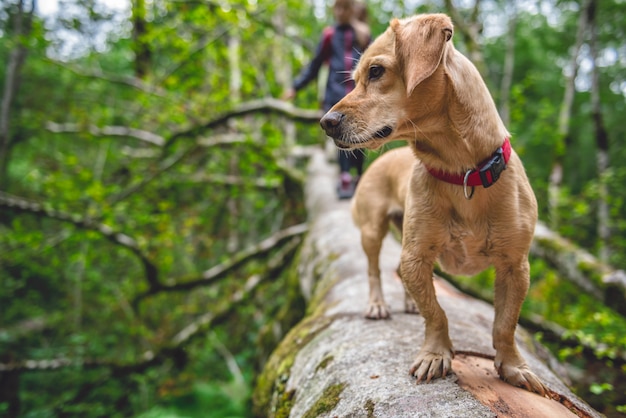 Hund, der auf einem Baumklotz steht