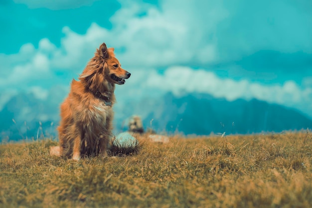Hund, der auf einem grasbewachsenen Feld wegschaut