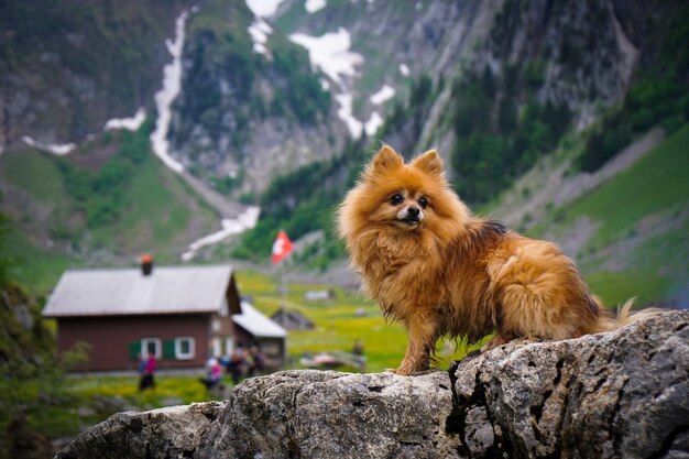 Foto hund, der auf einen felsen blickt