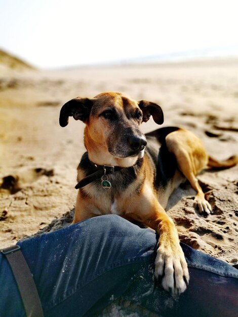 Foto hund, der auf sand ruht