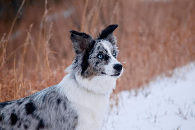 Foto hund, der auf schneebedecktem land steht und wegblickt