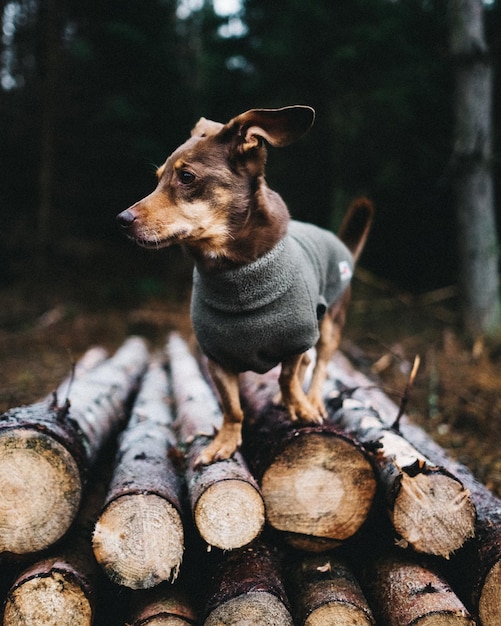 Hund, der auf Stämme im Wald steht und wegblickt
