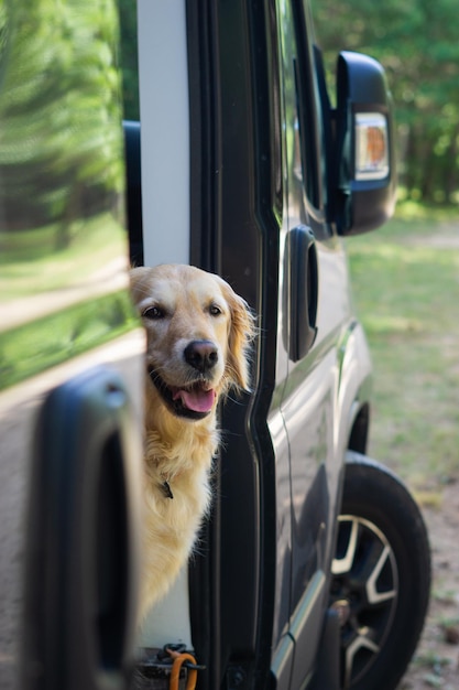 Hund, der aus der Vantür herausschaut