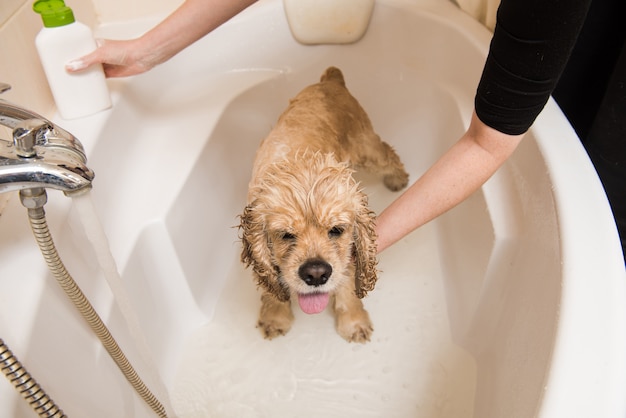 Hund, der Bad im Pflegesalon hat