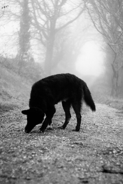 Hund, der bei nebligem Wetter den Boden riecht