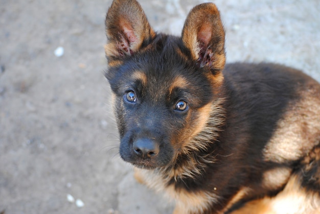 Hund - der beste Freund des Menschen