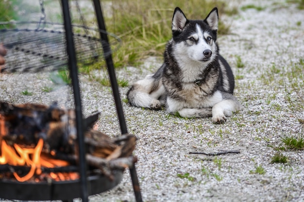 Foto hund, der den grill überwacht