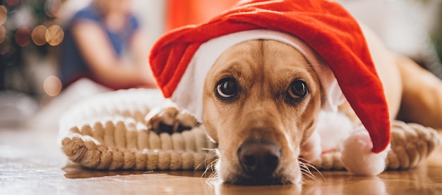 Hund, der den Sankt-Hut legt auf Kissen trägt