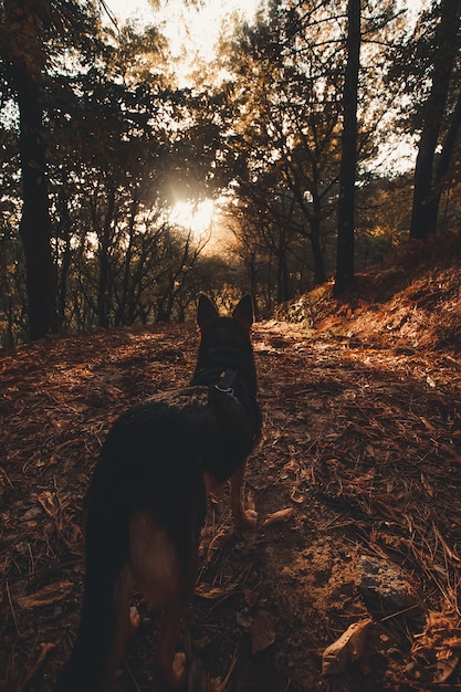 Hund, der den Wald schaut