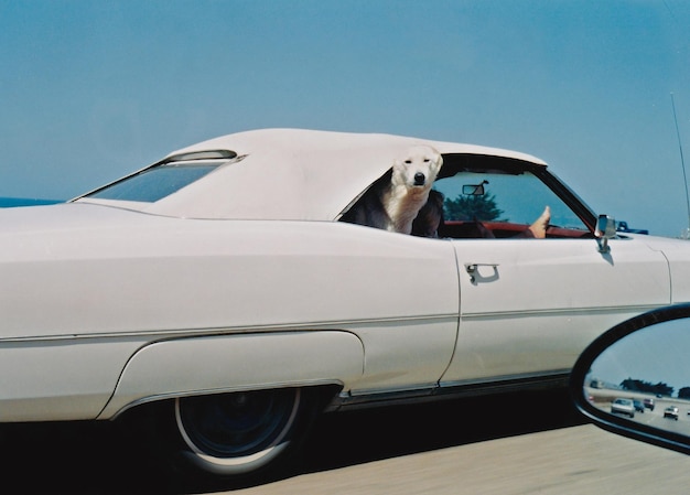 Hund, der durch das Autofenster gegen den Himmel schaut