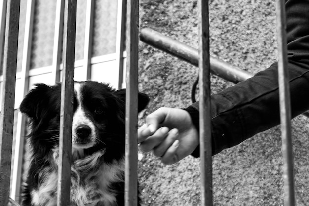 Foto hund, der durch das fenster schaut