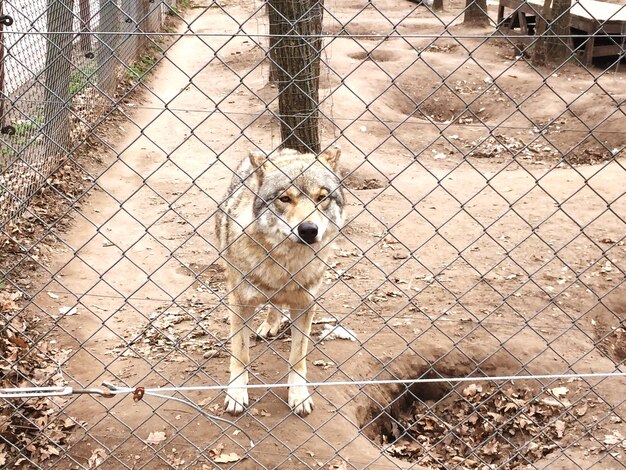 Hund, der durch den Kettengrenz im Zoo gesehen wird