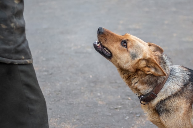 Hund, der eine Person aufmerksam betrachtet