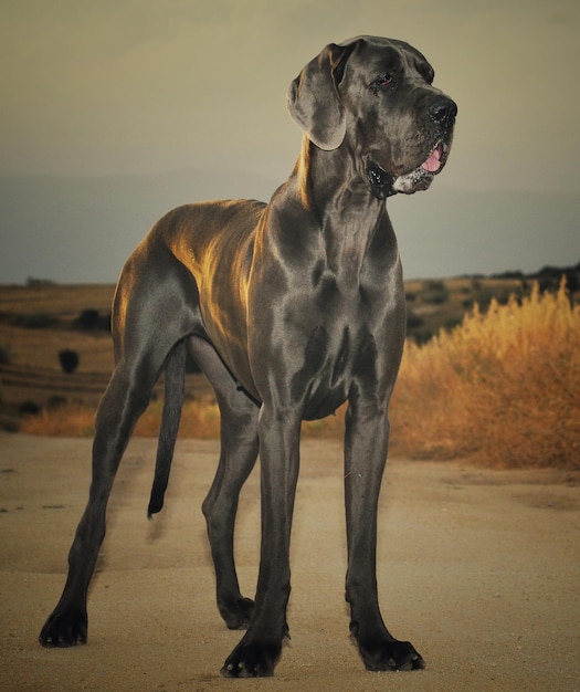 Foto hund, der gegen den himmel steht