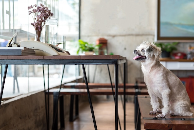Hund, der im Café betrachtet etwas sitzt