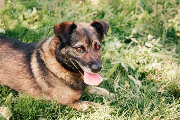 Hund, der im Gras liegt.