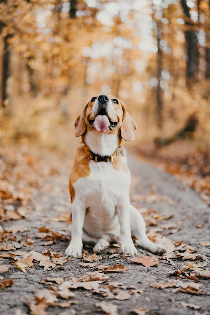 Hund, der im Herbst auf Blättern läuft.