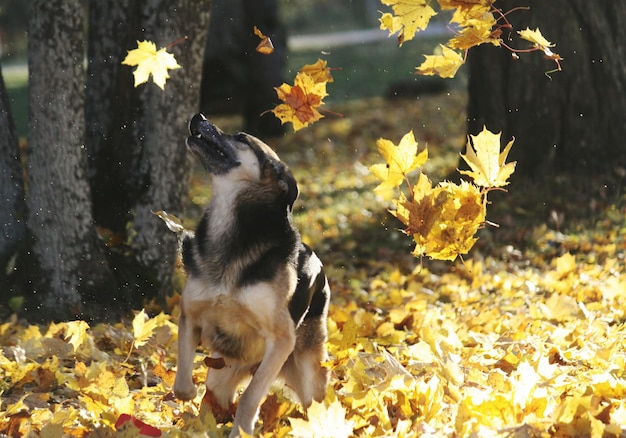 Hund, der im Herbst mit Blättern auf dem Feld spielt