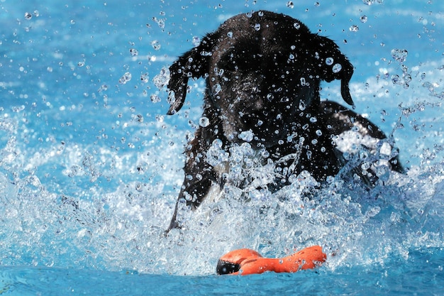 Foto hund, der im pool schwimmt