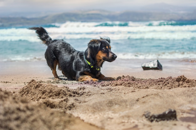 Hund, der im Sand auf dem Strand im Sommer spielt