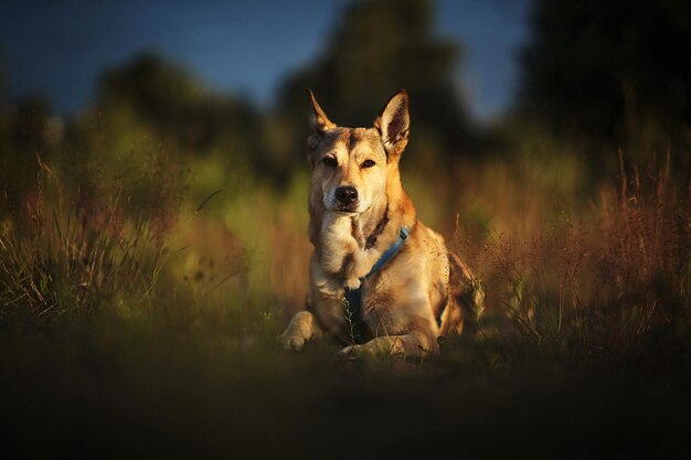 Hund, der im Sonnenuntergang auf dem Feld wegschaut