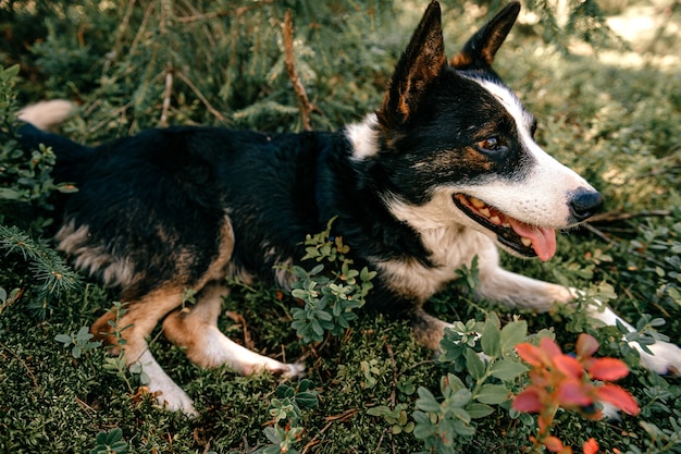 Hund, der im Wald liegt